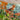 Agastache-Poquito-Orange-12