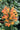 Agastache-Poquito-Orange-4