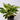 Aglaonema 'Siam'