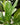 Aglaonema cv. Stripes