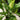 Aglaonema cv. Stripes