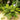 Aglaonema Wintry Winehouse 2