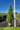 Picea glauca 'Conica' (Dwarf Alberta Spruce)