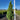 Picea glauca 'Conica' (Dwarf Alberta Spruce)