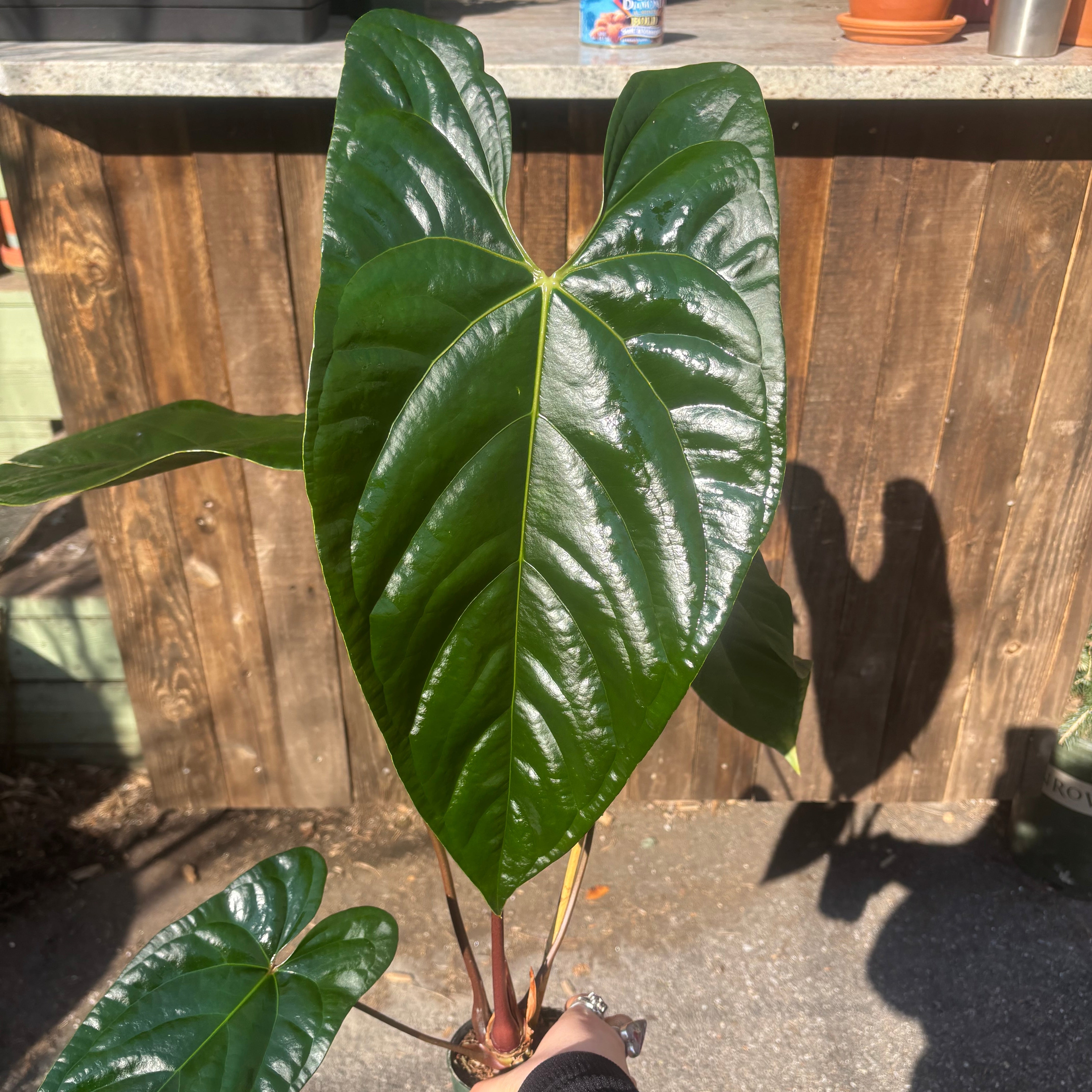 Anthurium papillilaminum x nigrolaminum 'Gigi' – Chelsea Garden Center