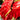Anthuriums