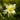 AquilegiaKiriYellow