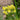 AquilegiaKiriYellow1