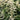 Astilbe_Deutschland