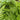 Thelypteris decursive-pinnata (Japanese Beech Fern) GLV