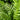 Thelypteris decursive-pinnata (Japanese Beech Fern) GLV
