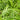 Thelypteris decursive-pinnata (Japanese Beech Fern) GLV