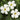 BacopaEpicWhite