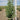 Buddleia Summer Bird® 'Midnight Blue' (Butterfly Bush)