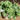 Burro’s Tail