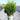 Boxwood 'NewGen Freedom'