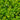 Buxus 'Sprinter'® (Boxwood)