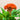 CELOSIA orange
