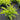 Polystichum polyblepharum (Tassel Fern) PRC