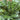 Potted plant with green and white striped leaves in a blurred indoor setting