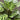 Potted plant with striped leaves on a neutral background