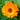 Calendula 'Resina' (Organic)