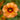 CalibrachoaCallieApricot