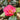 Camellia April Tryst