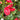 Camellia 'April Tryst' 3