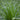 Cherokee Sedge (Carex)