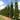 Carpinus Franz Columnar European Hornbeam