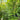 Carpinus betulus (Columnar European Hornbeam)
