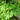 Carpinus betulus (Columnar European Hornbeam)