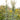 Cedrus-atlantica-Argentea-Fastigiata-blue atlas cedar