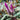 CelociaFlamingoFeather