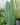 Cereus Peruvianus