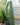 Cereus Peruvianus