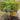 Chamaecyparis 'Cyano-Viridis' Pom-Pom (Boulevard Cypress)