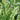 Chasmanthium 'Latifolium' (North American Wild Oats) seaoats ornamental grass