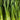 Chives (Allium) (Organic)