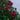 Chrysanthemum Red