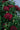 Chrysanthemum Red 1