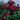 Chrysanthemum Red2