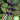 ColeusFishnetStockings