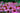 Coneflower 1