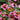 Coneflower w b