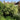 Brooklyn Residential Landscaping Design Progress