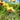 Coreopsis Designer Threads™'Creamy Calico' (Threadleaf Coreopsis) OVD