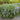 creeping rosemary