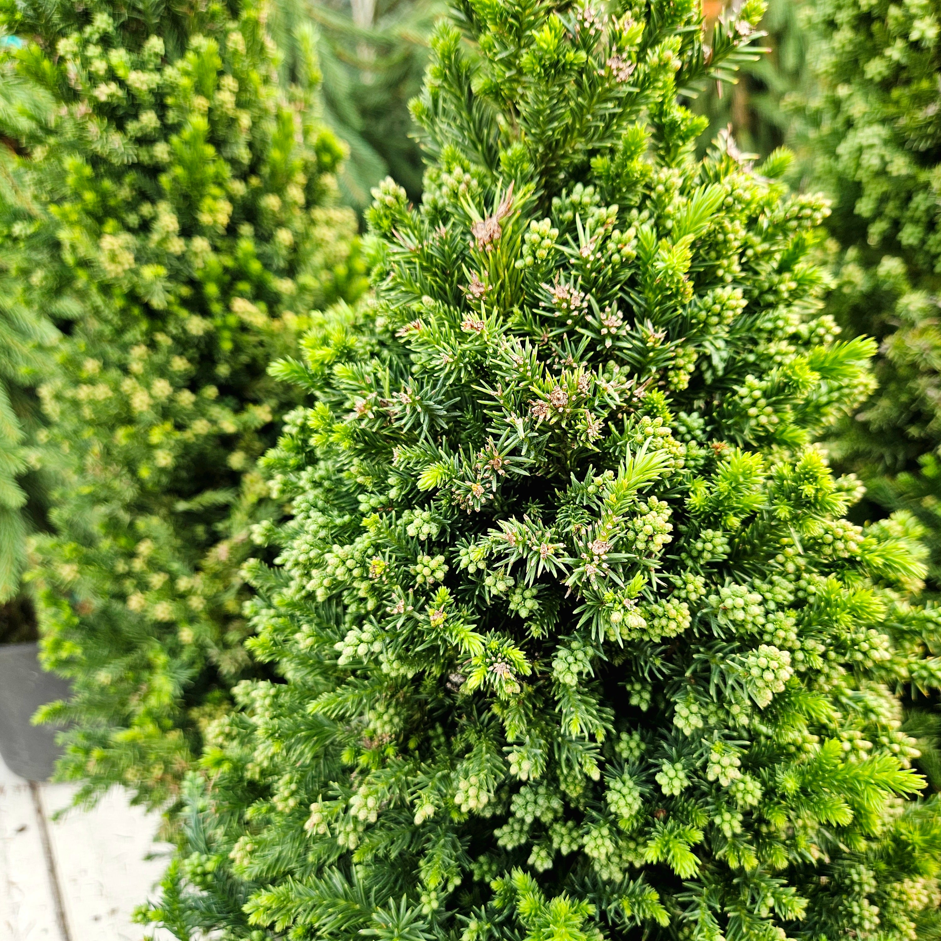 Cryptomeria 'Black Dragon' (Dwarf Japanese Cedar) – Chelsea Garden